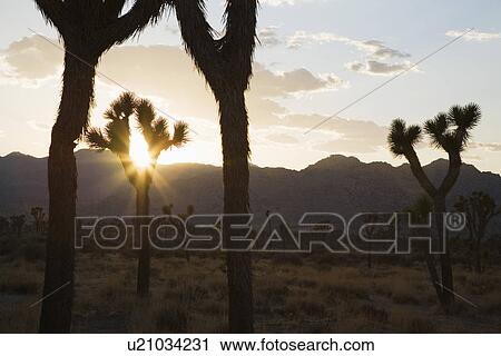Stock Image - Silouette of Joshua trees in desert at sunset. Fotosearch