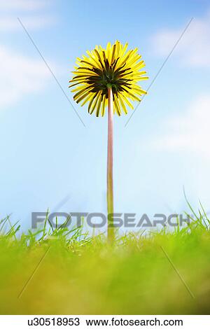 Single dandelion flower and grass close-up View Large Photo Image Stock Image - Single dandelion flower and grass close-up. Fotosearch