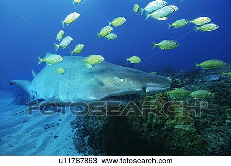 Sodwana Bay Indian Ocean South Africa Sand tiger shark (carcharias taurus) and golden trevally (gnathanodon speciosus) View Large Photo Image Stock Image - Sodwana Bay Indian Ocean South Africa Sand tiger shark (carcharias taurus) and golden trevally (gnathanodon speciosus). Fotosearch