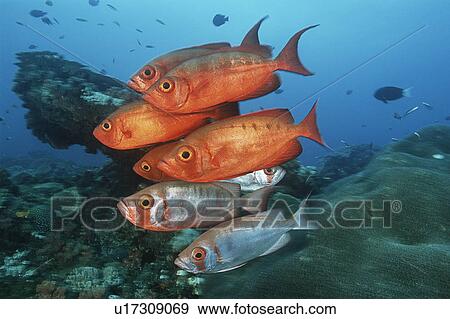 Sodwana Bay Indian Ocean South Africa school of cresent-tail bigeyes (Priacanthus hamrur) near coral reef View Large Photo Image Stock Photo - Sodwana Bay Indian Ocean South Africa school of cresent-tail bigeyes (Priacanthus hamrur) near coral reef. Fotosearch