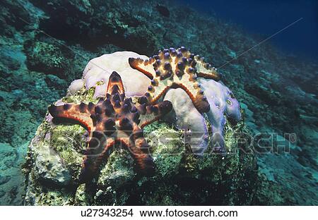 Star fish on coral reef View Large Photo Image Picture - Star fish on coral reef. Fotosearch