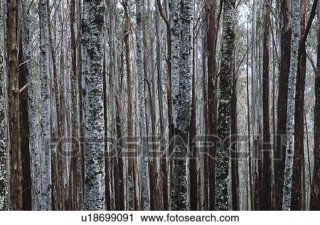 Trunks of Eucalypt Mountain Ash trees View Large Photo Image Stock Image - Trunks of Eucalypt Mountain Ash trees. Fotosearch