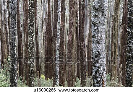 Trunks of Eucalypt Mountain Ash trees View Large Photo Image Stock Photograph - Trunks of Eucalypt Mountain Ash trees. Fotosearch