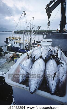 Tuna fish in container on fishing boat dawn Cairns Australia View Large Photo Image Picture - Tuna fish in container on fishing boat dawn Cairns Australia. Fotosearch