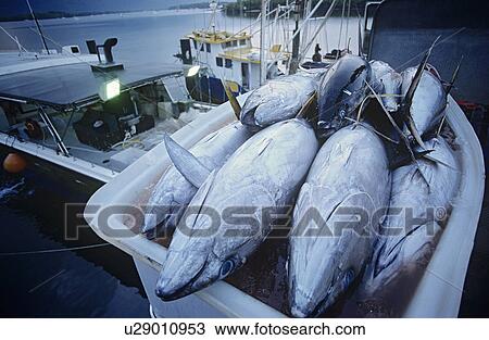 Tuna fish in container on fishing boat dawn Cairns Australia View Large Photo Image Stock Image - Tuna fish in container on fishing boat dawn Cairns Australia. Fotosearch