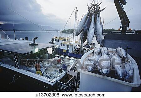 Tuna fish in container on fishing boat dawn Cairns Australia View Large Photo Image Stock Photo - Tuna fish in container on fishing boat dawn Cairns Australia. Fotosearch