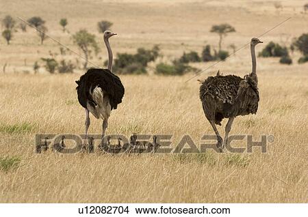 Picture - Two ostriches (Struthio camelus) with babies in savannah. Fotosearch