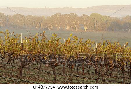 Vineyard in rural landscape Victoria Australia View Large Photo Image Picture - Vineyard in rural landscape Victoria Australia. Fotosearch