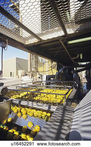 Washing oranges before crushing for juice in process plant View Large Photo Image Stock Image - Washing oranges before crushing for juice in process plant. Fotosearch