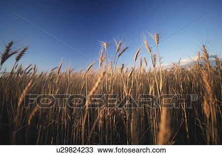 Wheat growing in field View Large Photo Image Stock Image - Wheat growing in field. Fotosearch