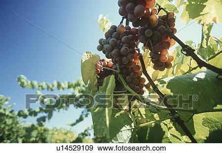 Wine grapes on vine View Large Photo Image Stock Photo - Wine grapes on vine. Fotosearch