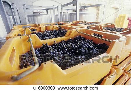 Wine grapes ready for crushing Yarra Valley Victoria Australia View Large Photo Image Stock Photo - Wine grapes ready for crushing Yarra Valley Victoria Australia. Fotosearch