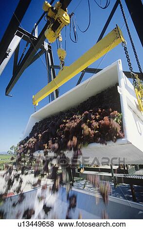 Wine grapes unloading into crusherYarra Valley Victoria Australia View Large Photo Image Stock Photo - Wine grapes unloading into crusherYarra Valley Victoria Australia. Fotosearch