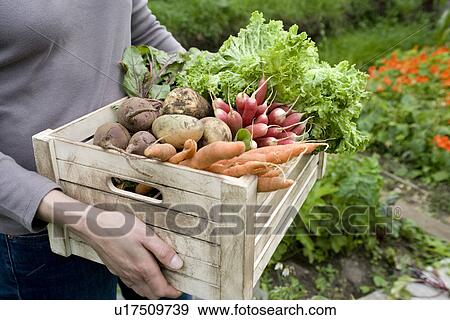 Woman carrying crate of vegetables mid section View Large Photo Image Stock Photo - Woman carrying crate of vegetables mid section. Fotosearch