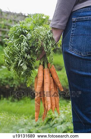 Woman holding bunch of carrots in garden mid section back view View Large Photo Image Stock Photo - Woman holding bunch of carrots in garden mid section back view. Fotosearch