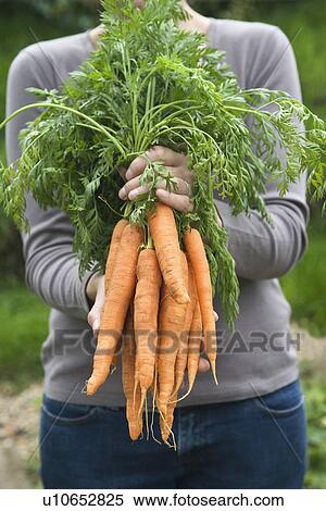 Stock Photography - Woman holding bunch of carrots mid section. Fotosearch