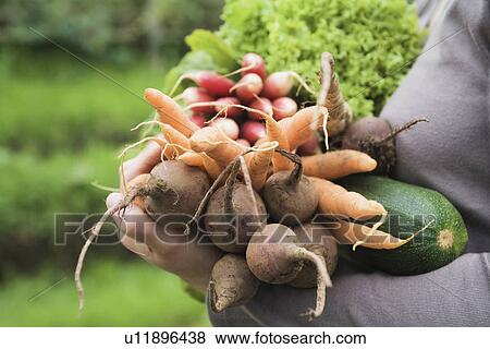Woman holding vegetables in garden mid section side view close-up View Large Photo Image Stock Photo - Woman holding vegetables in garden mid section side view close-up. Fotosearch