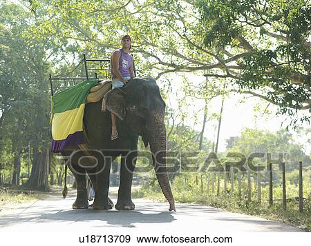Stock Photo - Young man riding elephant on road in trees. Fotosearch