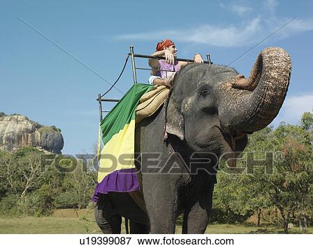 Stock Photo - Young woman riding on elephant trees in background. Fotosearch