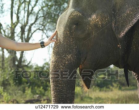 Young woman stroking elephants head close-up View Large Photo Image Stock Photo - Young woman stroking elephants head close-up. Fotosearch