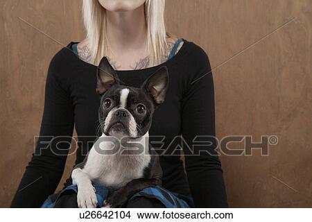 Young woman with French Bulldog on lap mid section View Large Photo Image Picture - Young woman with French Bulldog on lap mid section. Fotosearch