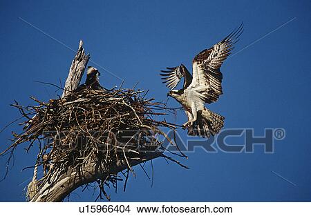 Adult Osprey (Pandion haliaetus) returning to nest with nestling View Large Photo Image Picture - Adult Osprey (Pandion haliaetus) returning to nest with nestling. Fotosearch