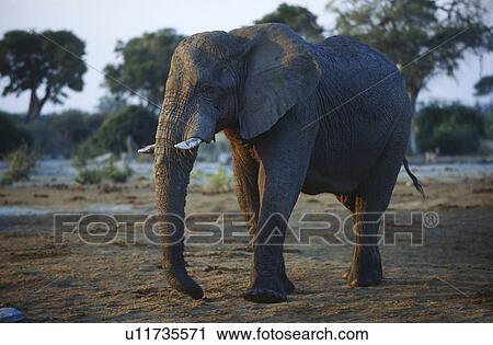 African Elephant (Loxodonta africana) View Large Photo Image Stock Image - African Elephant (Loxodonta africana). Fotosearch