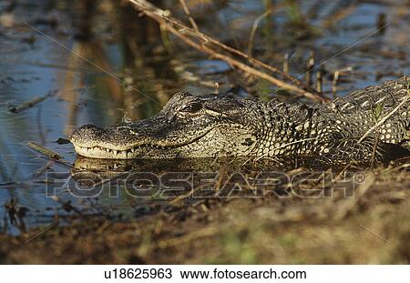 Alligator (Alligator mississippiensis) in swamp View Large Photo Image Stock Image - Alligator (Alligator mississippiensis) in swamp. Fotosearch