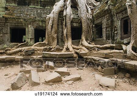 Picture - Ancient Temple with Tree Roots Covering Part of Structure. Fotosearch