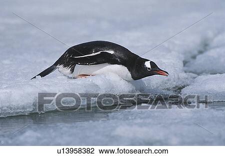 Stock Image - Antarctica Greenwich Island sliding Gentoo Penguin (Pygoscelis papua). Fotosearch