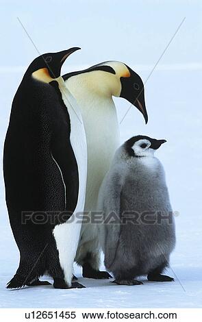 Antarctica Weddel Sea Atka Bay Emperor Penguin Family View Large Photo Image Stock Photography - Antarctica Weddel Sea Atka Bay Emperor Penguin Family. Fotosearch