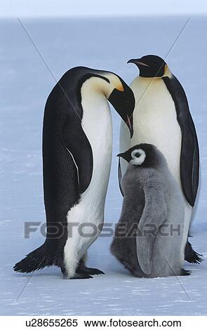 Stock Photography - Antarctica Weddel Sea Atka Bay Emperor Penguin Family. Fotosearch