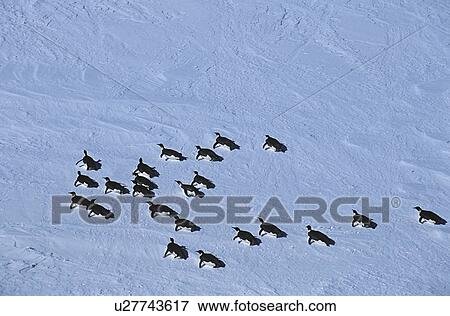 Stock Photo - Antarctica Weddell Sea Riiser Larsen Ice Shelf colony of Emperor Penguin. Fotosearch