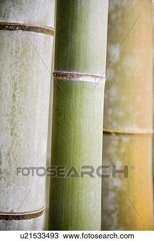 Stock Image - Bamboo. Fotosearch
