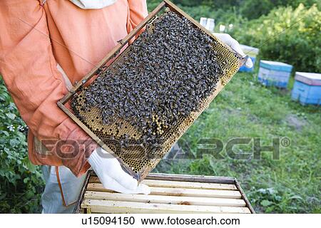 Stock Image - Beekeeper Holding Honeycomb with Honey Bees. Fotosearch