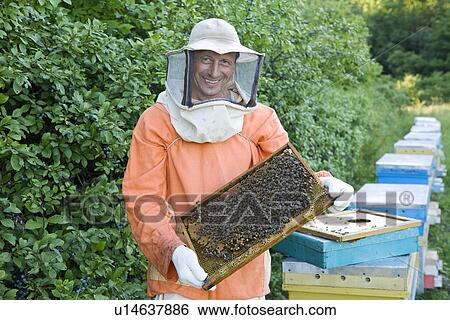 Beekeeper Holding Honeycomb with Honey Bees View Large Photo Image Stock Photograph - Beekeeper Holding Honeycomb with Honey Bees. Fotosearch