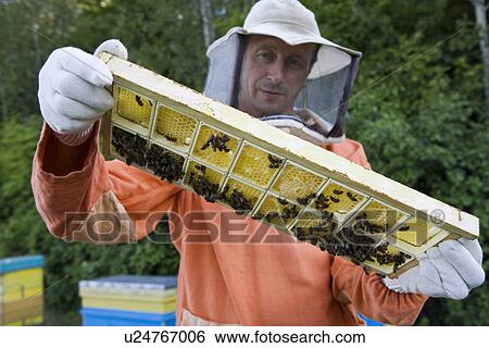 Beekeeper Holding Honeycomb with Honey Bees View Large Photo Image Stock Photograph - Beekeeper Holding Honeycomb with Honey Bees. Fotosearch