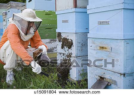 Beekeeper Tending Beehives View Large Photo Image Picture - Beekeeper Tending Beehives. Fotosearch