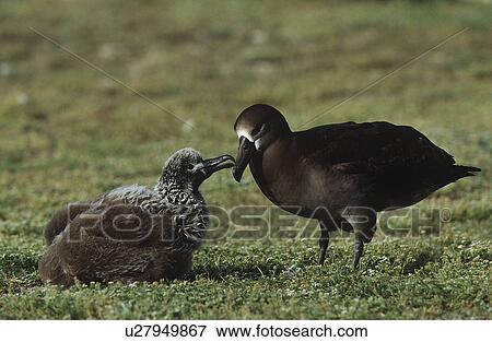 Stock Photo - Black-Footed Albatross (Phoebastria nigripes) feeding nestling. Fotosearch