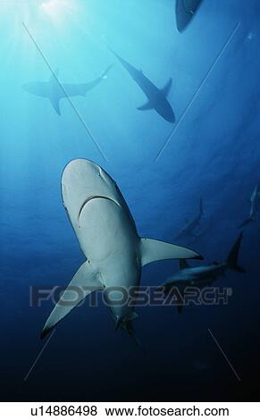 Stock Photo - Blacktip sharks (carcharhinus limbatus) underwater view. Fotosearch