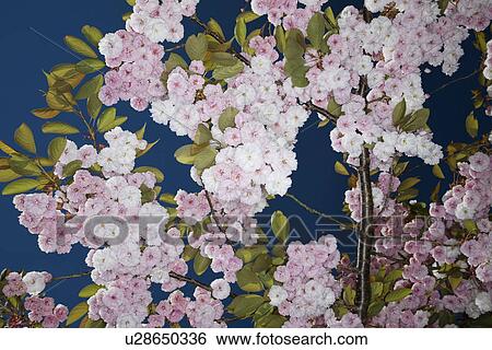 Blossoming Cherry Tree View Large Photo Image Stock Photograph - Blossoming Cherry Tree. Fotosearch
