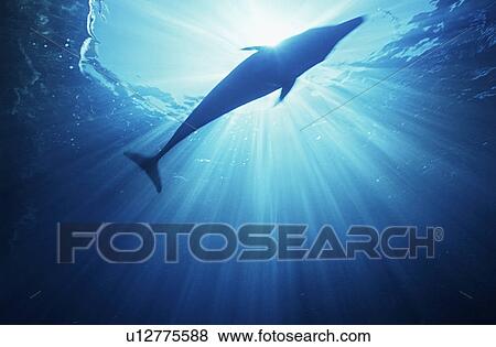 Stock Photo - Bottlenose dolphin (tursiops truncatus) underwater view. Fotosearch