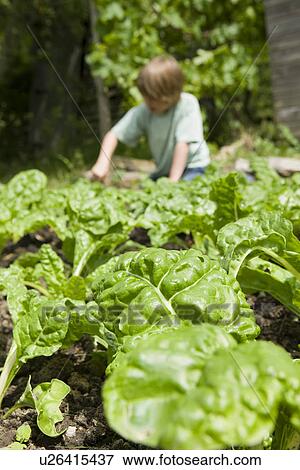 Boy gardening View Large Photo Image Stock Photo - Boy gardening. Fotosearch