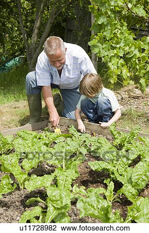Stock Image - Boy gardening with grandfather. Fotosearch