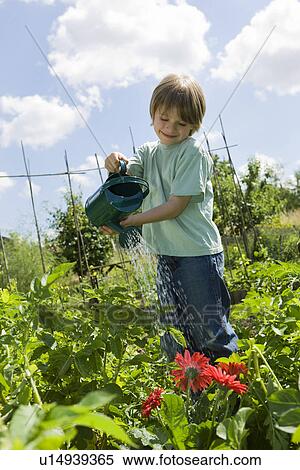Boy watering flowers in garden View Large Photo Image Stock Photography - Boy watering flowers in garden. Fotosearch