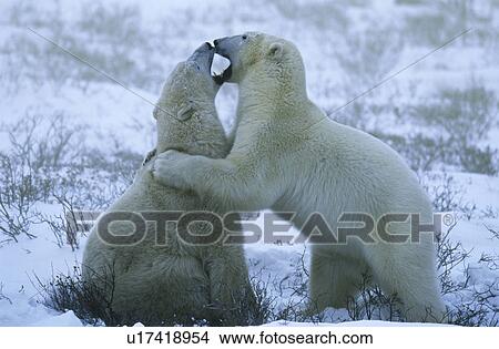 Canada Churchill polar bear cubs playing in snow View Large Photo Image Picture - Canada Churchill polar bear cubs playing in snow. Fotosearch