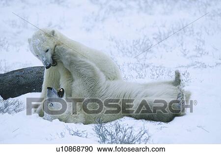Canada Churchill polar bear cubs playing in snow View Large Photo Image Stock Image - Canada Churchill polar bear cubs playing in snow. Fotosearch