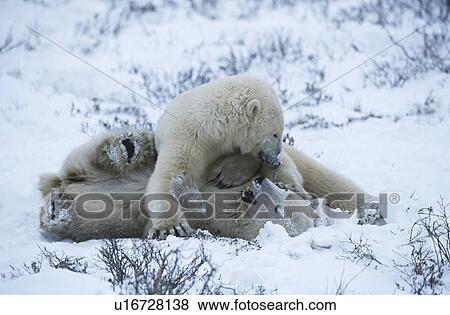 Stock Photo - Canada Churchill polar bear cubs playing in snow. Fotosearch