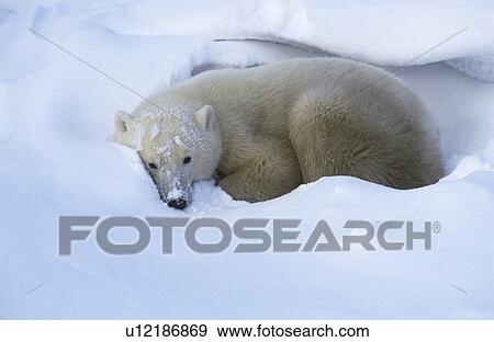 Stock Photo - Canada Churchill Polar Bear lying in snow. Fotosearch