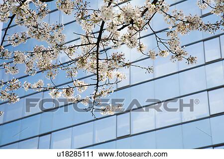Stock Image - Cherry Blossoms by Modern Skyscraper. Fotosearch